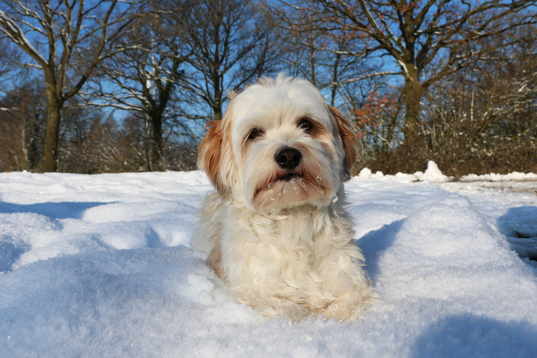 Winterblues beim Hund: Gibt es das wirklich – und was kannst du dagegen tun?