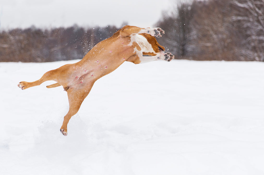 Sicherheit im Winter: Diese Gefahren solltest du für deinen Hund kennen
