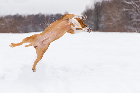 Sicherheit im Winter: Diese Gefahren solltest du für deinen Hund kennen